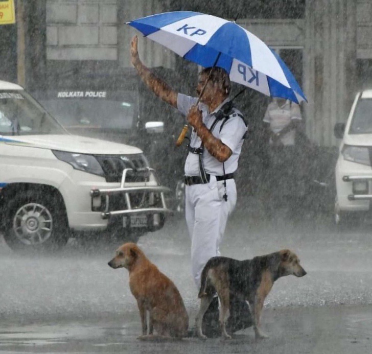 Perros junto a un policía; Perritos sin hogar buscan refugio de la lluvia bajo el paraguas de un policía