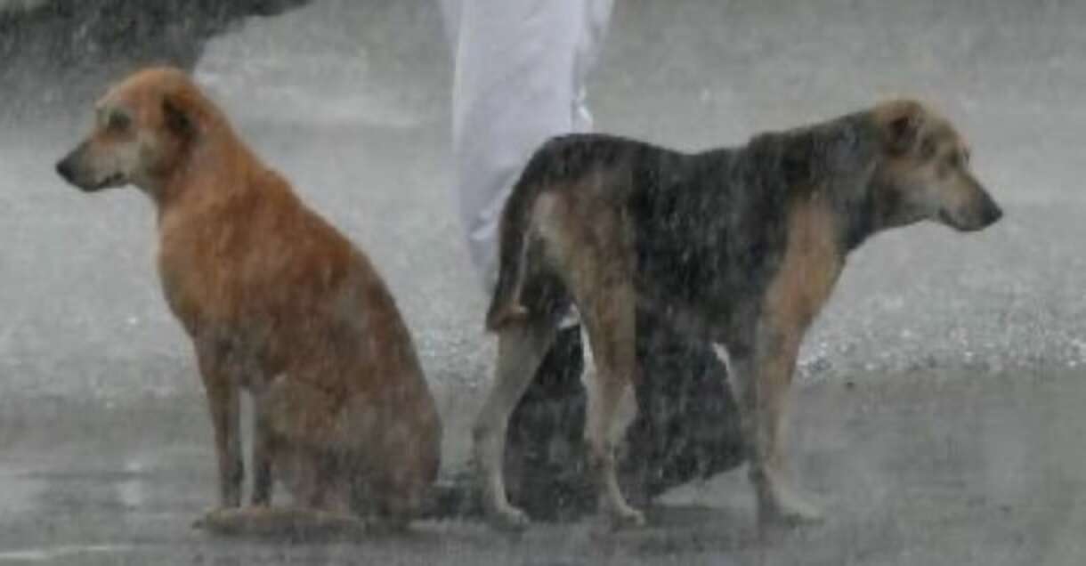 Perritos bajo la lluvia; Perritos sin hogar buscan refugio de la lluvia bajo el paraguas de un policía