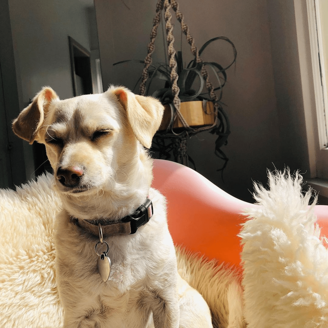 Perrito posando para una fotografía; Perro “estafador” finge estar perdido para que le hagan cariño