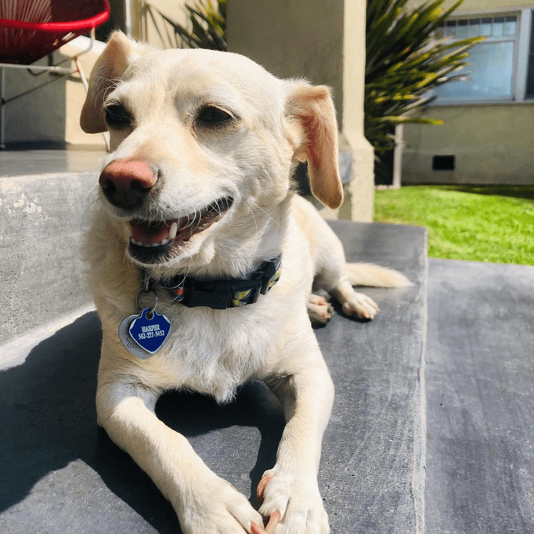 Perro recostado frente al sol; Perro “estafador” finge estar perdido para que le hagan cariño