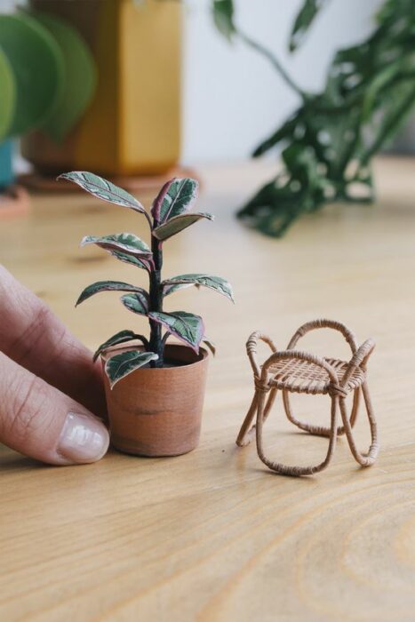 Suculentas chiquitas para decorar un espacio 