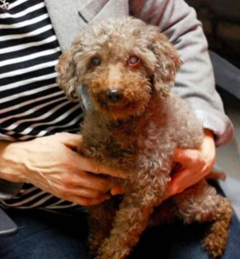 Perrito abandonado; niño visita refugio y adopta al perrito más viejo 