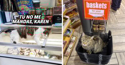 17 Divertidas pruebas de que los gatos siempre hacen lo que quieren donde sea