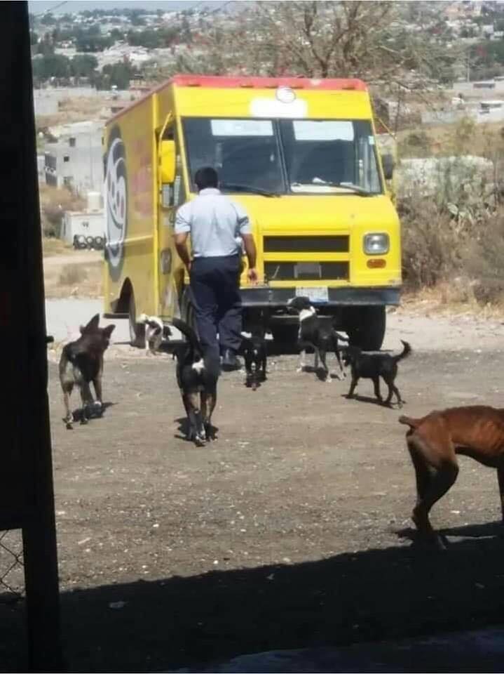 Hero without cape!  Fried food delivery man feeds stray dogs