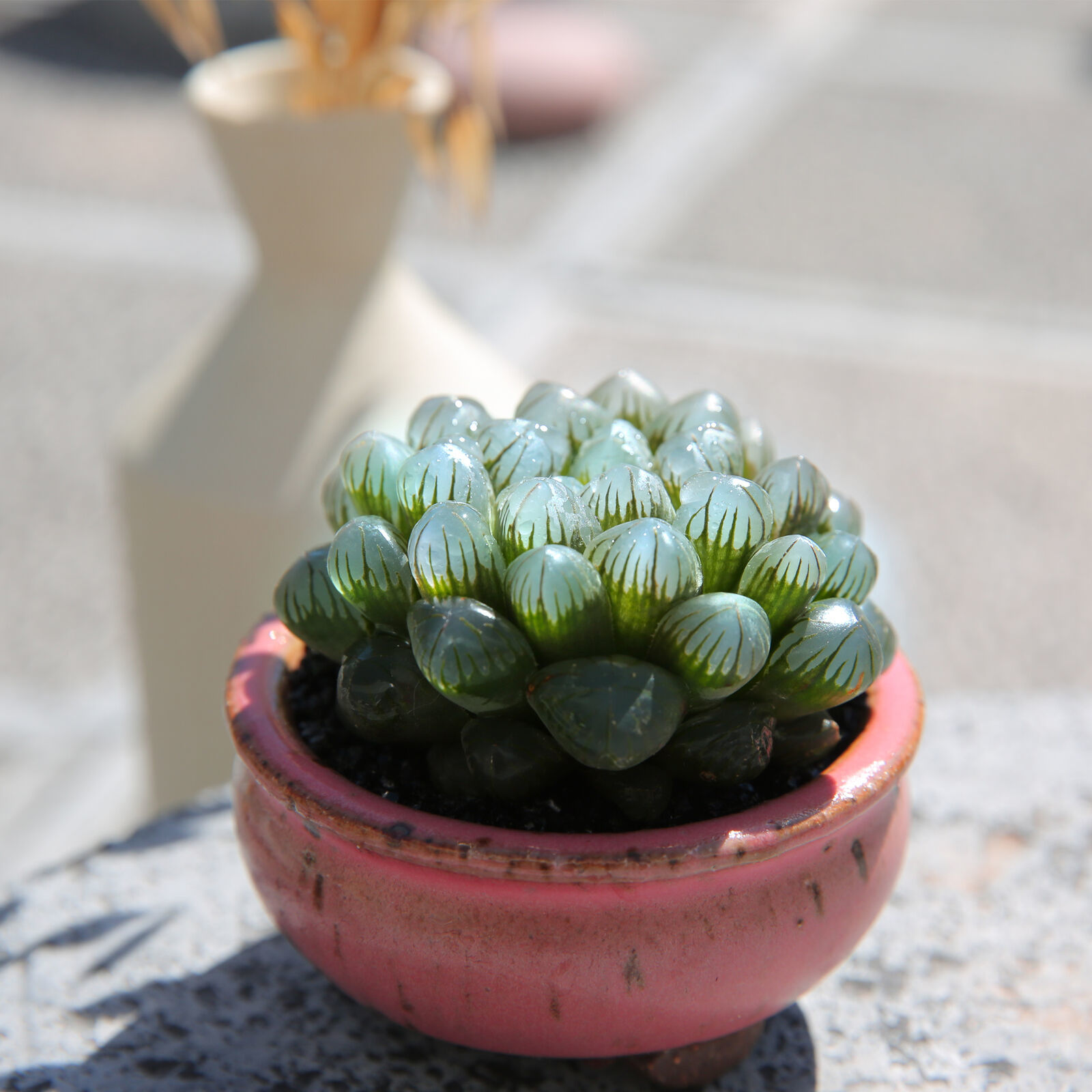 macetita con suculenta Haworthia cooperi; Estas suculentas transparentes son tan divinas que merecen un espacio en tu casa