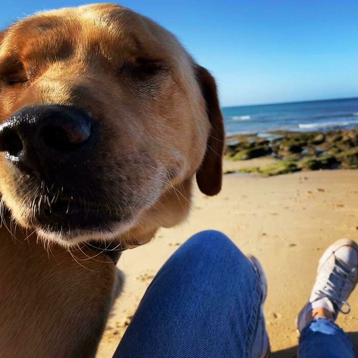 perro en el desierto ;19 Mascotas rescatadas que te alegrarán el día