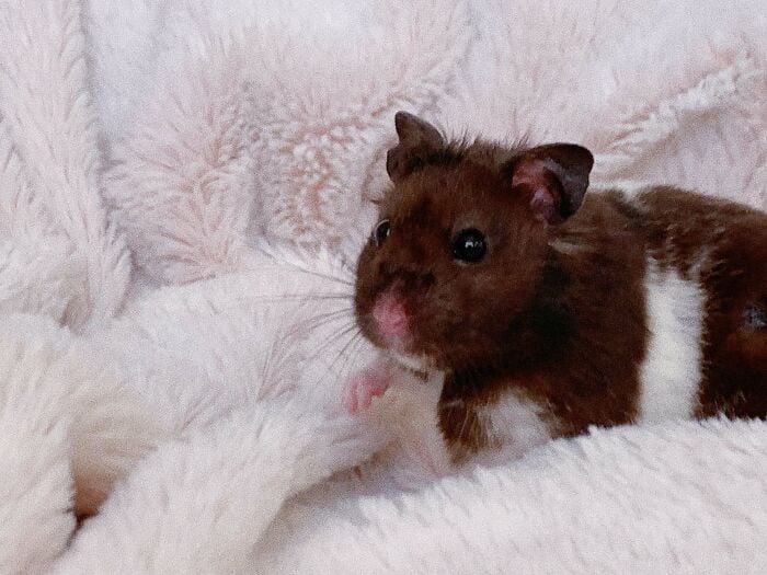 Ratón en una cobija ;19 Mascotas rescatadas que te alegrarán el día