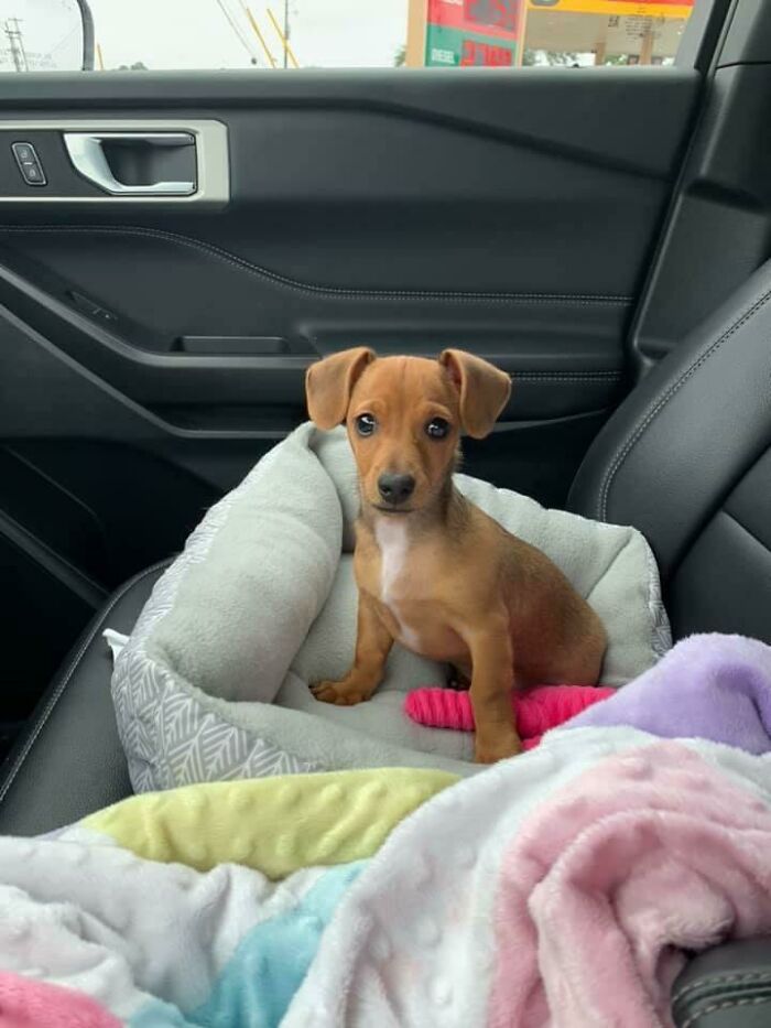 perro dentro de un carro ;19 Mascotas rescatadas que te alegrarán el día