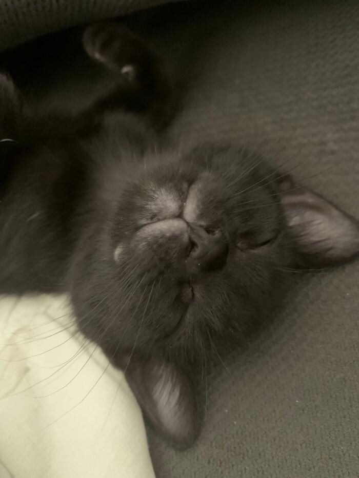 gatito dormido ;19 Mascotas rescatadas que te alegrarán el día