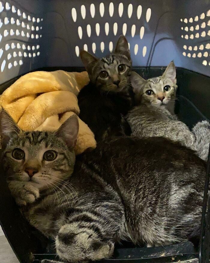 Gatitos hermanos ;19 Mascotas rescatadas que te alegrarán el día