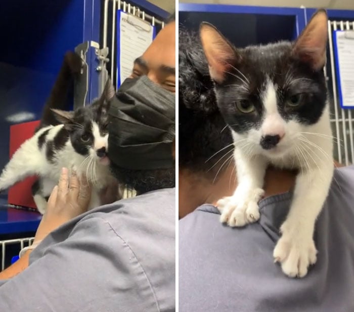 médico cargando un gato ;19 Mascotas rescatadas que te alegrarán el día