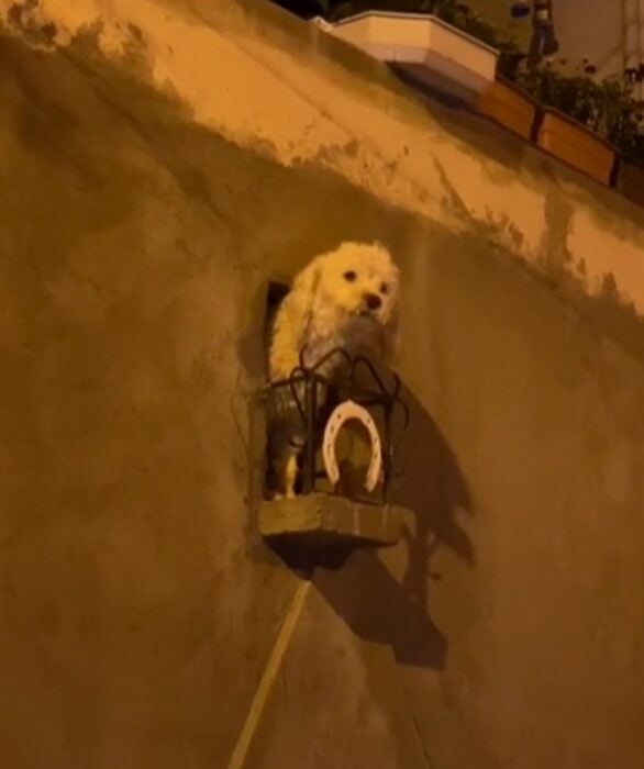 Perrito asomado en su balcón 