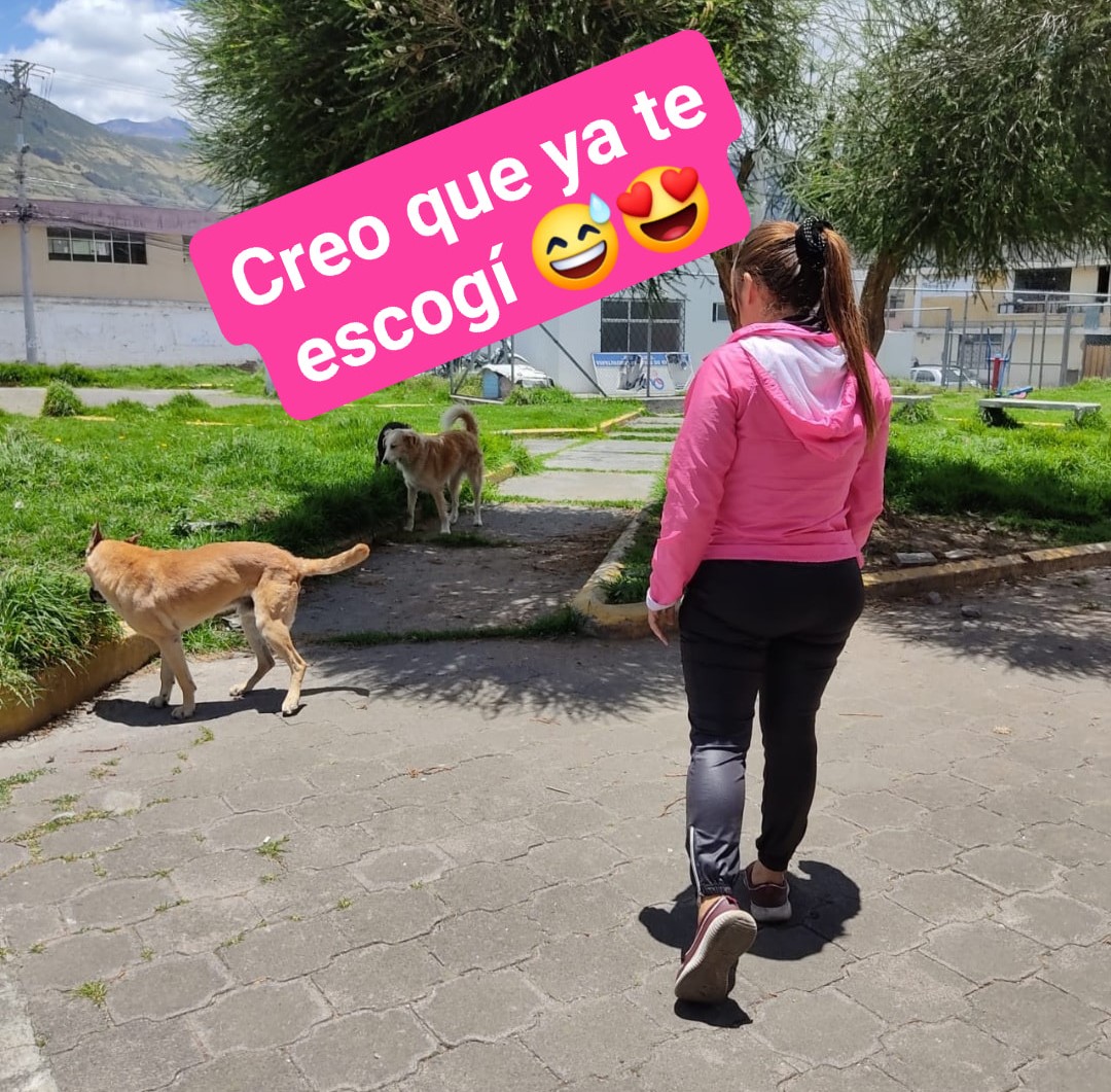 Hilo de Le niegan adopción de perro por no tener casa propia y adopta uno de la calle