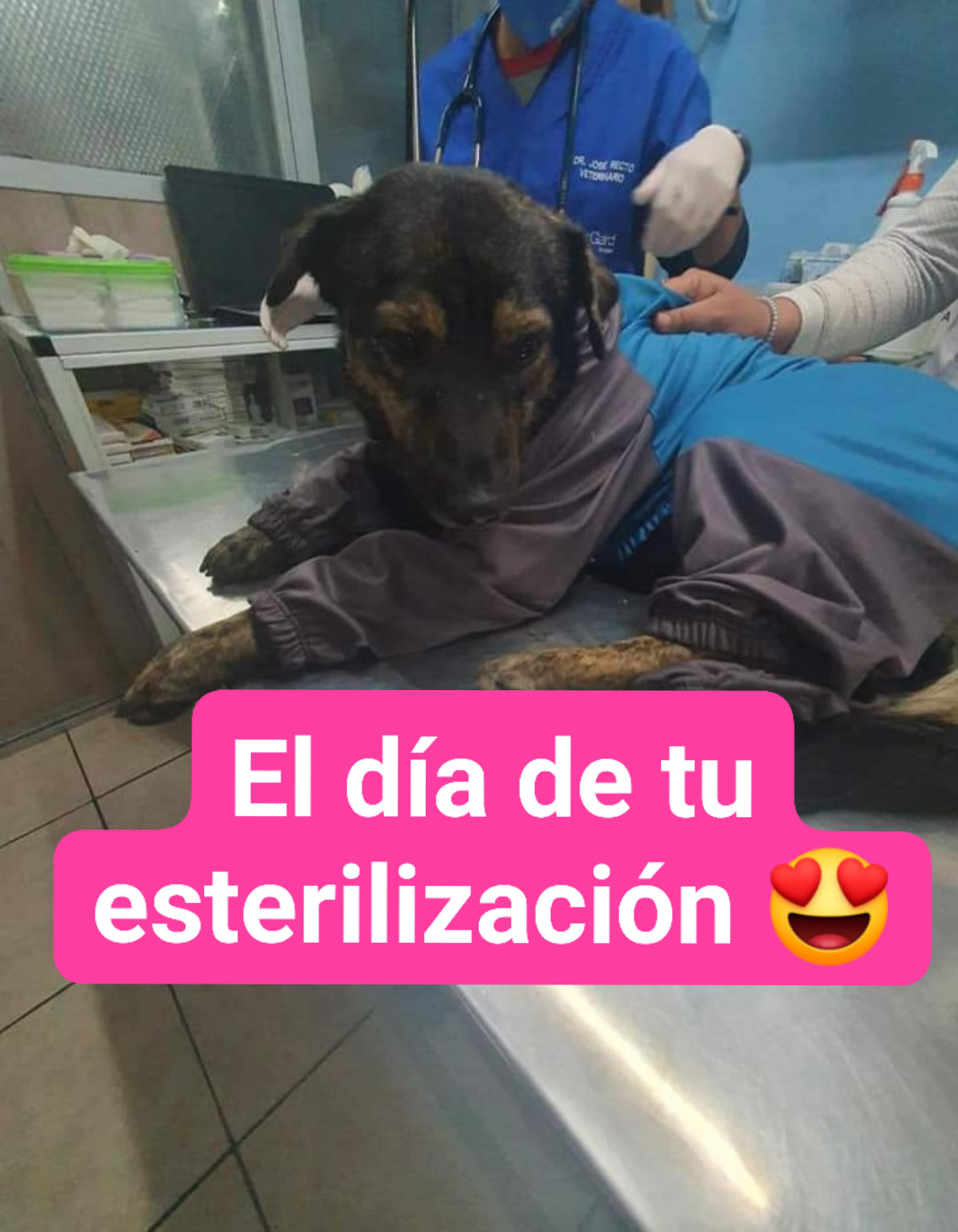 Hilo de Le niegan adopción de perro por no tener casa propia y adopta uno de la calle