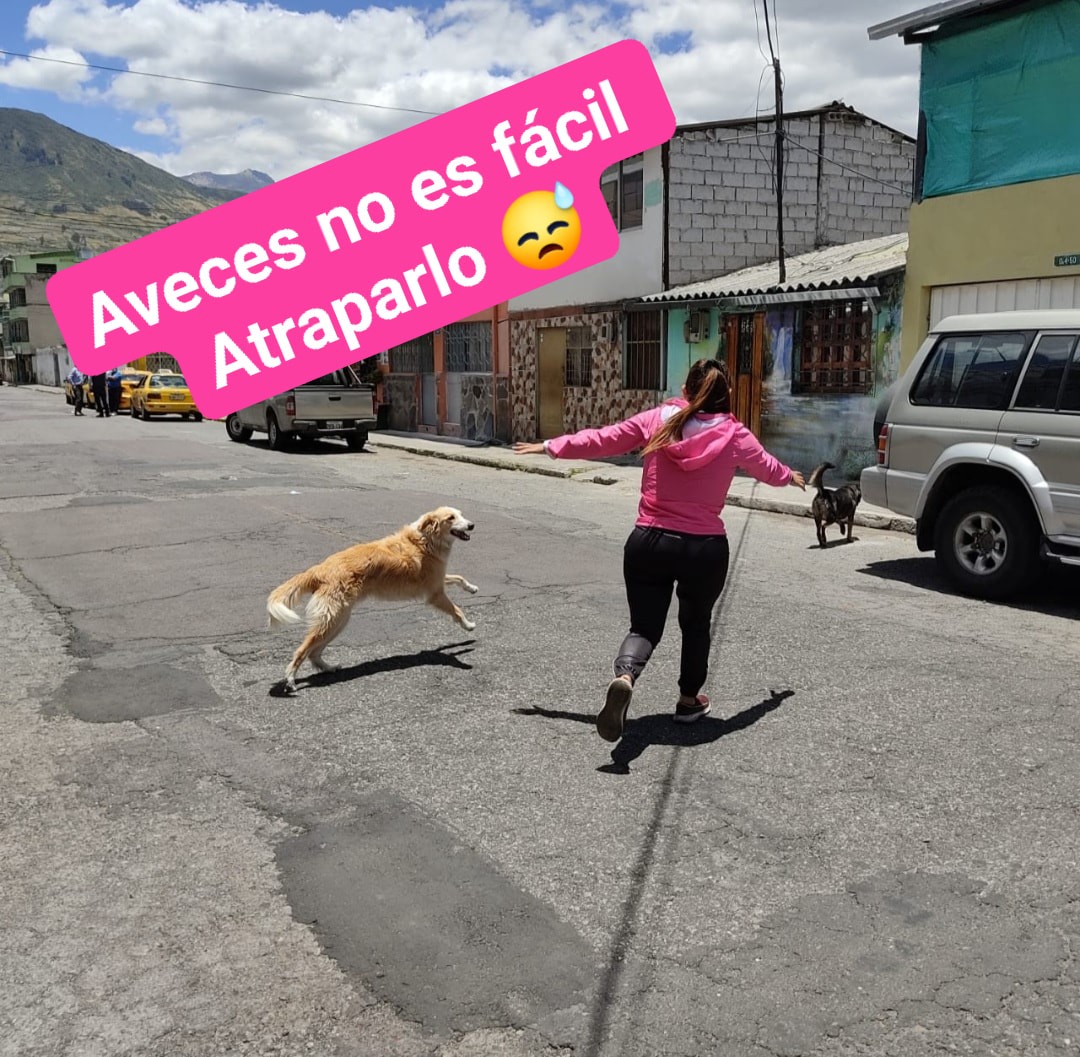 Hilo de Le niegan adopción de perro por no tener casa propia y adopta uno de la calle