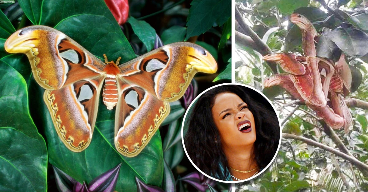 Por separado Whitney Ambos Mariposa que se “disfraza” de serpiente confunde a Twitter