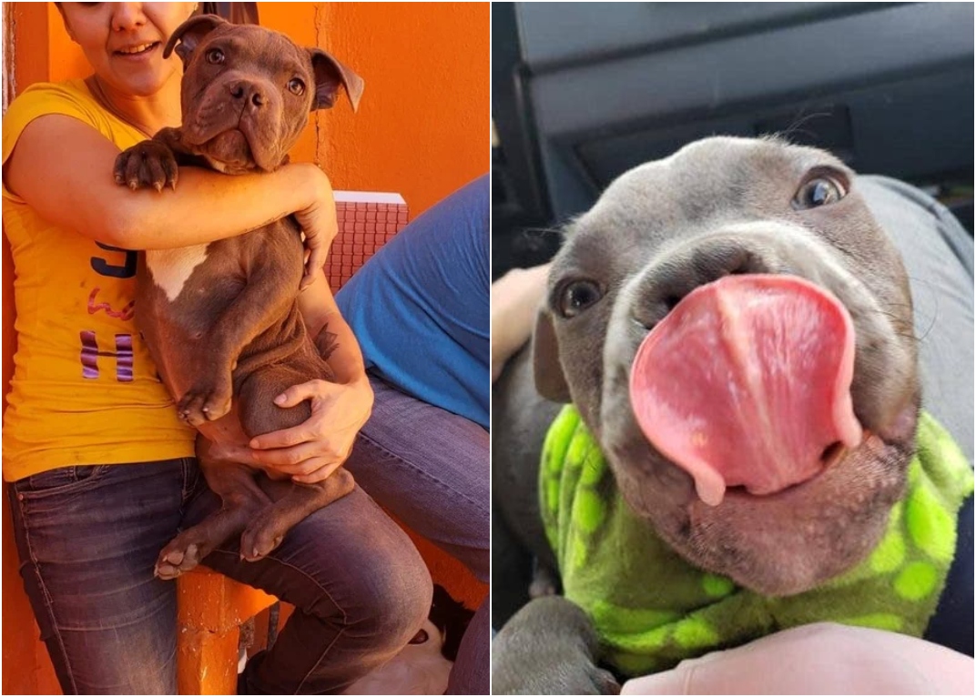 carrying a puppy;  Boy gives his puppy up for adoption to save him from his father's abuse