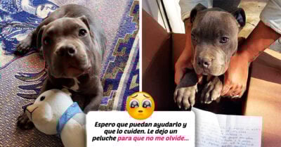 Niño llevó a su perrito a un refugio para que su papá no lo maltratara más