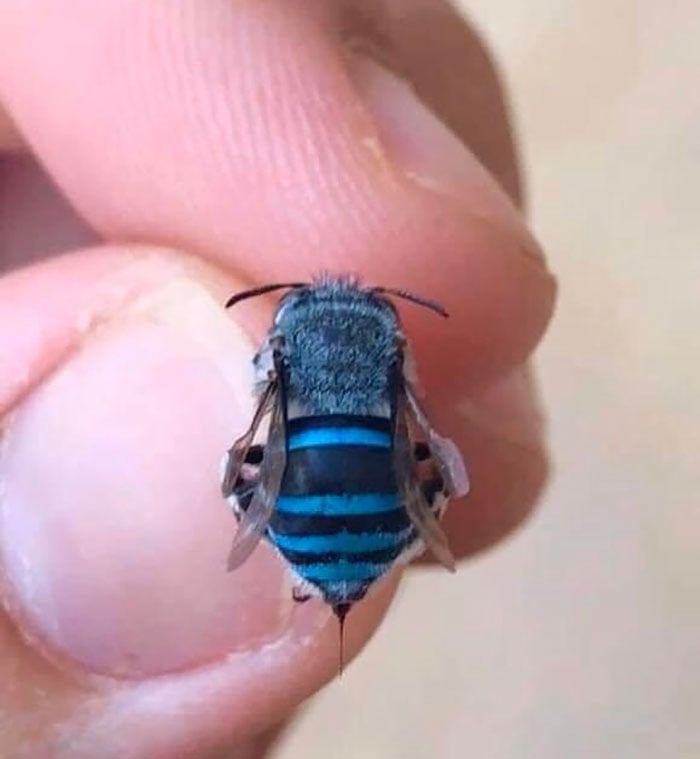 abeja azul ;Personas comparten los insectos más lindos que han visto