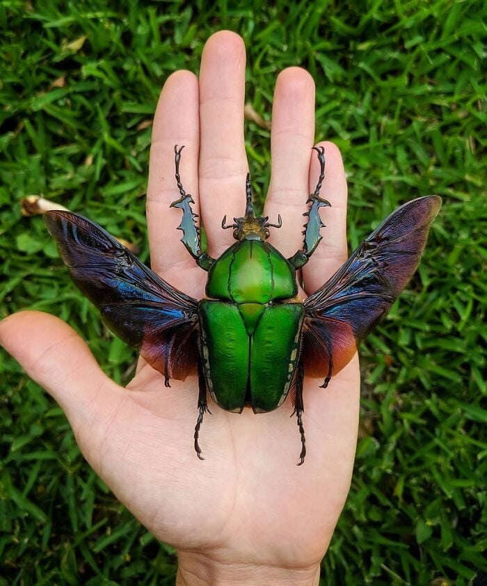 Escarabajo; Personas comparten los insectos más lindos que han visto