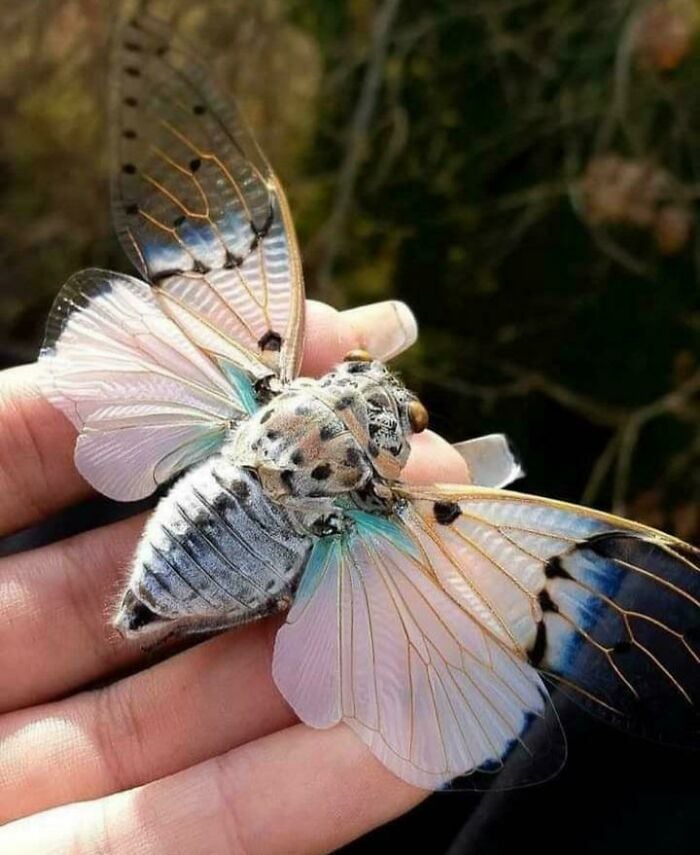 Polilla blanca con azul ;Personas comparten los insectos más lindos que han visto