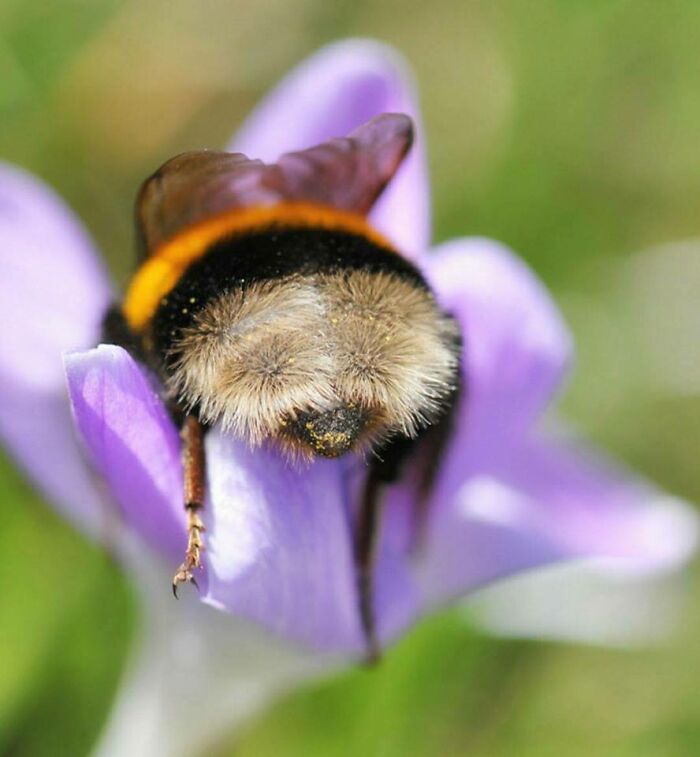 trasero de abeja ;Personas comparten los insectos más lindos que han visto