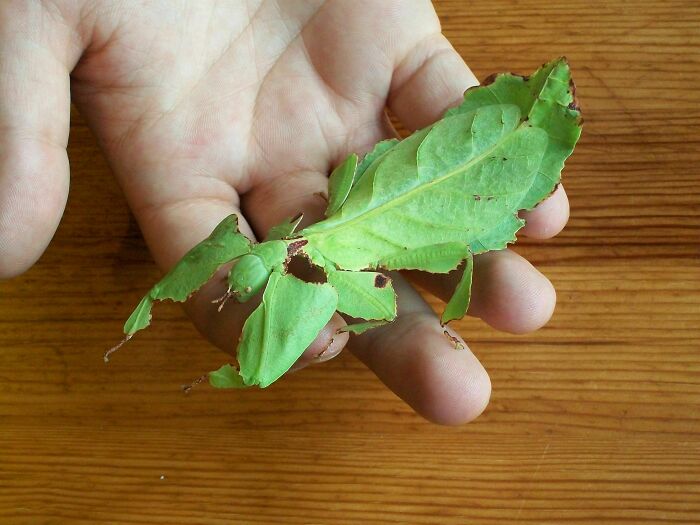 Mantis religiosa ;Personas comparten los insectos más lindos que han visto