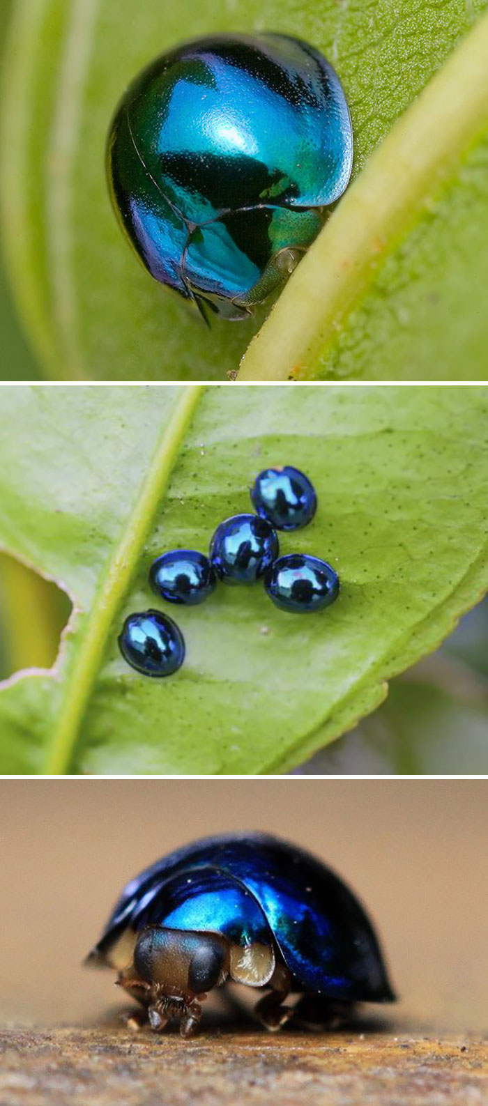 cochinitas de cristal ;Personas comparten los insectos más lindos que han visto