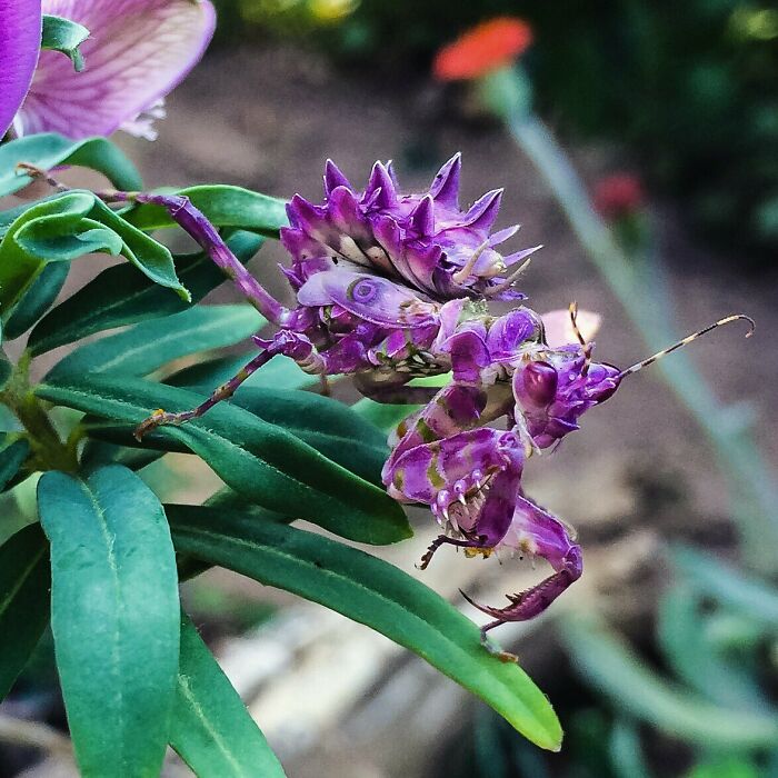 Mantis de papel morado ;Personas comparten los insectos más lindos que han visto