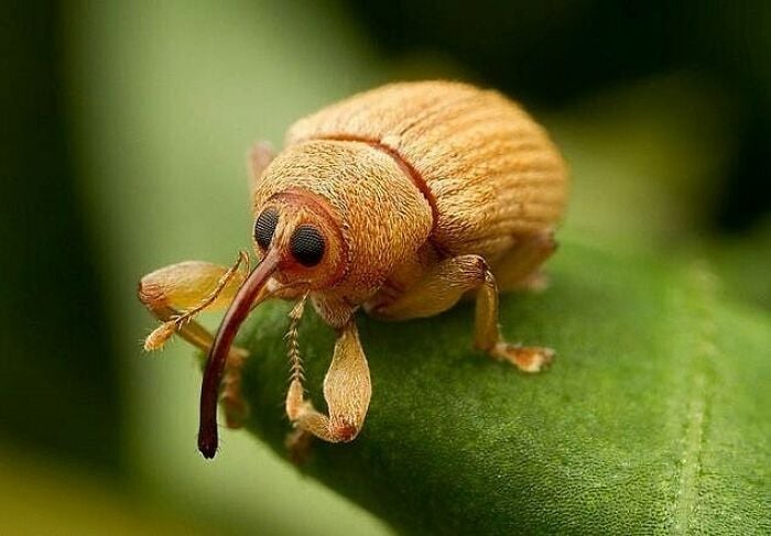 insecto ;Personas comparten los insectos más lindos que han visto