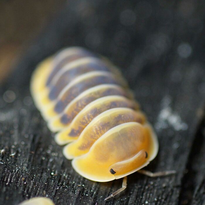 gusanito ;Personas comparten los insectos más lindos que han visto