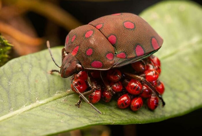 cochinillas ;Personas comparten los insectos más lindos que han visto