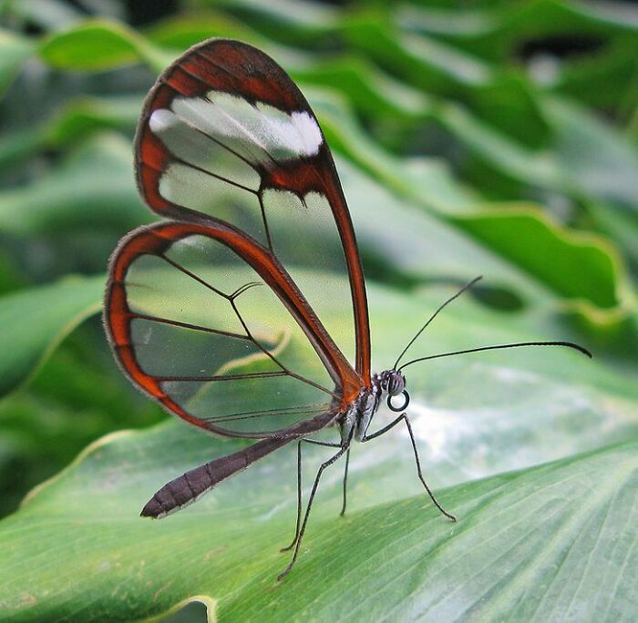 mariposa ;Personas comparten los insectos más lindos que han visto