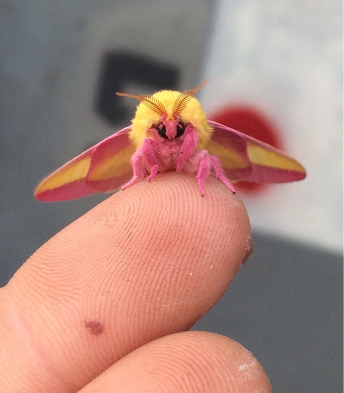 abeja amarilla y rosa ;Personas comparten los insectos más lindos que han visto