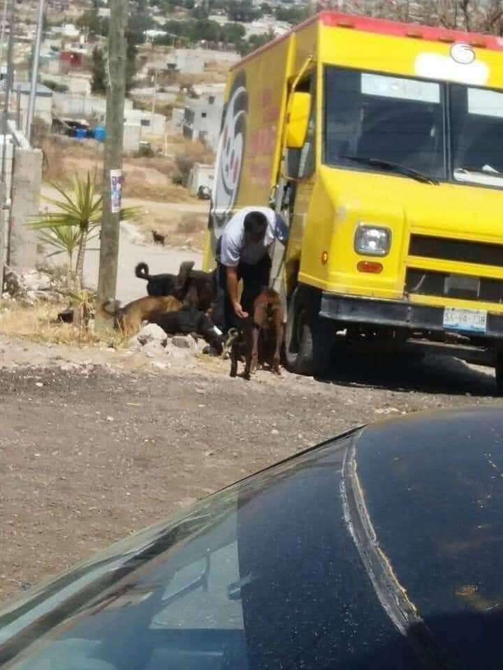 Hombre alimentando perritos; ¡Héroe sin capa! Repartidor de frituras alimenta a perros callejeros