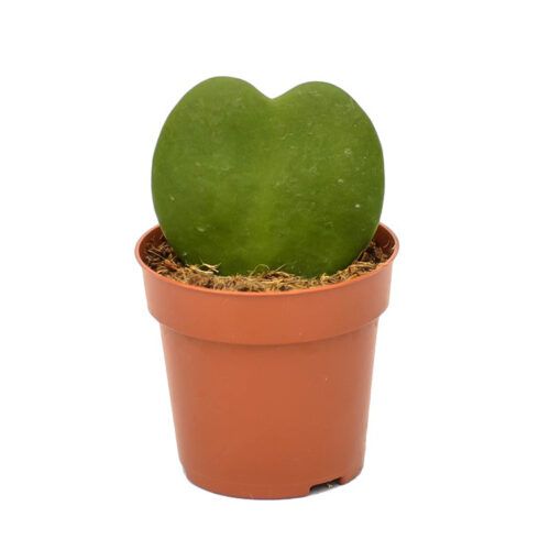 Heart-shaped succulents to decorate 