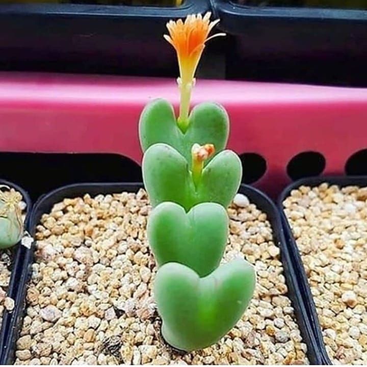 Heart-shaped succulents to decorate 