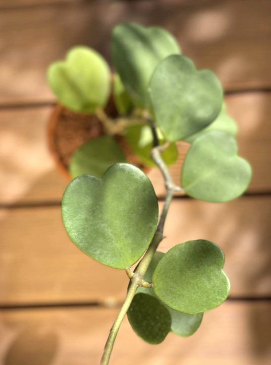 Suculentas en forma de corazón para decorar 