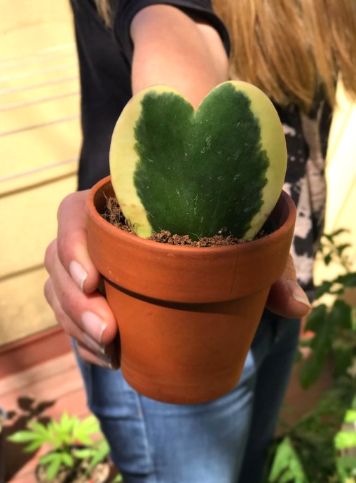 Heart-shaped succulents to decorate 