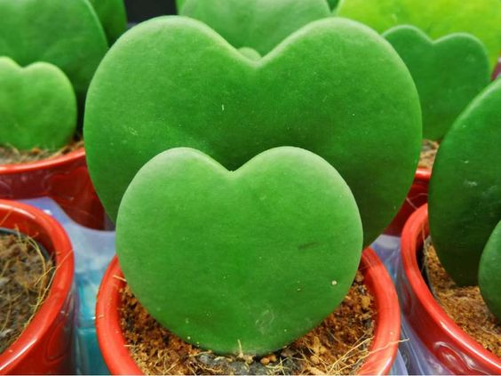 Heart-shaped succulents to decorate 