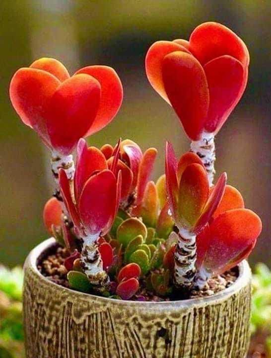 Heart-shaped succulents to decorate 