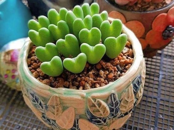 Heart-shaped succulents to decorate 