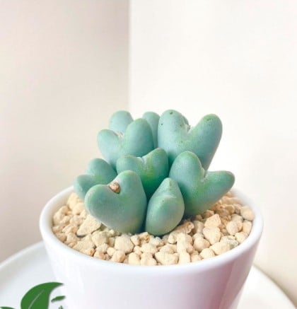 Heart-shaped succulents to decorate 