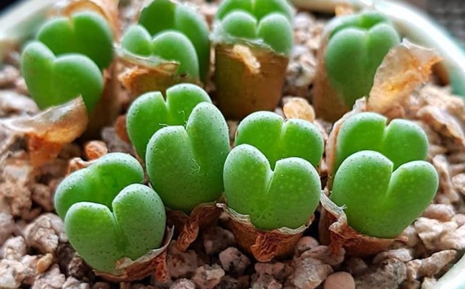 Heart-shaped succulents to decorate 