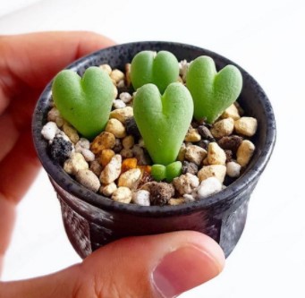 Heart-shaped succulents to decorate 