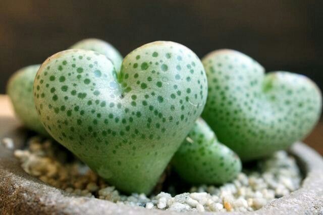 Heart-shaped succulents to decorate 