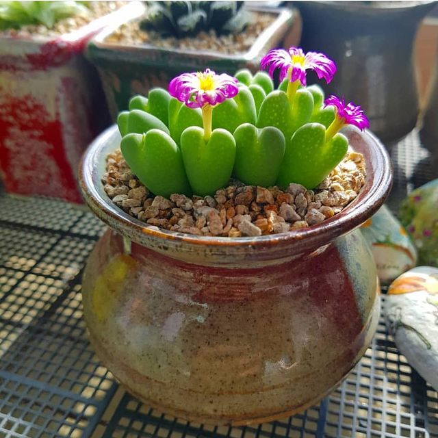 Heart-shaped succulents to decorate 