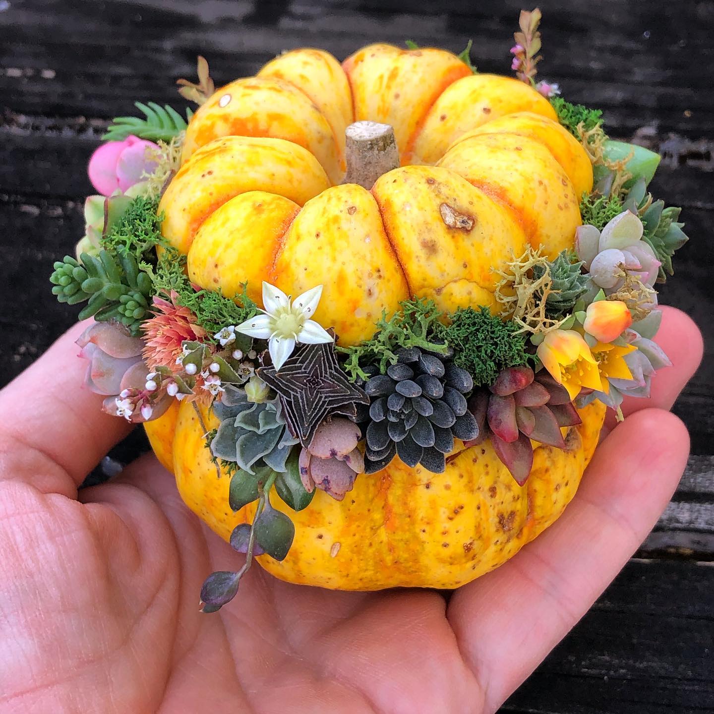 calabacita de jardinería; 13 Ideas para que tus suculentas crezcan dentro de una calabaza 'mágica' 