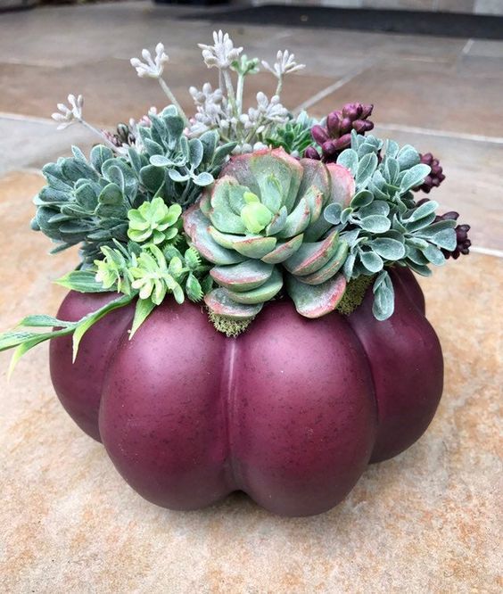 Maceta de calabaza morada; 13 Ideas para que tus suculentas crezcan dentro de una calabaza 'mágica' 