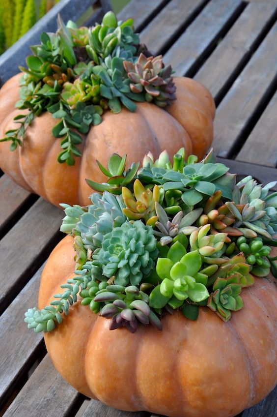 dúo de macetas de calabaza; 13 Ideas para que tus suculentas crezcan dentro de una calabaza 'mágica' 